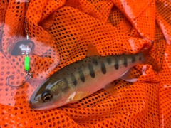 ヤマメの釣果