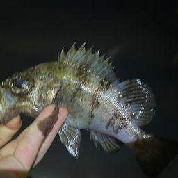 メバル