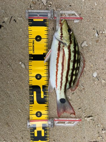 アミメフエダイの釣果