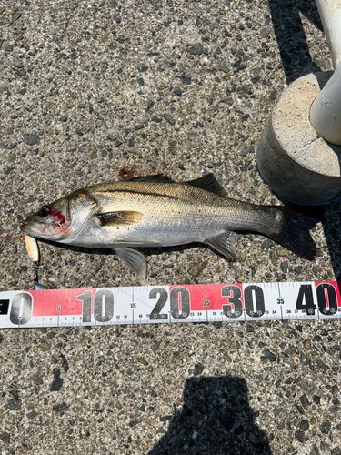 スズキの釣果