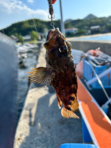 カサゴの釣果