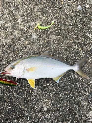 カンパチの釣果