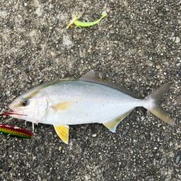 カンパチ