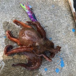 タコ