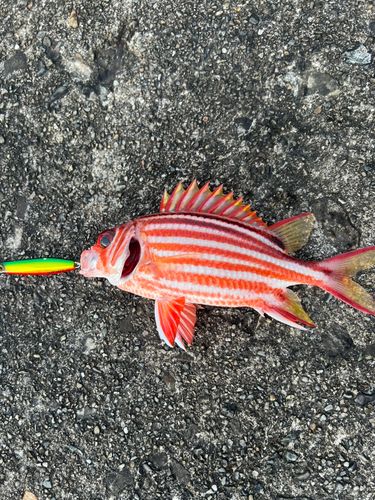アヤメエビスの釣果