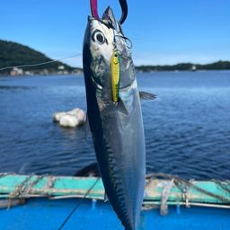 マルソウダ