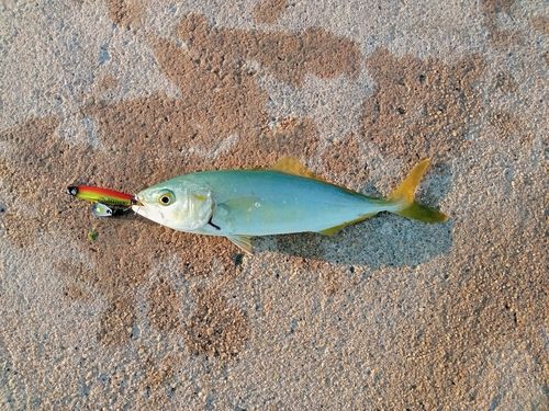ツバスの釣果
