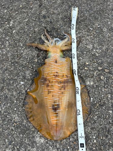 アオリイカの釣果