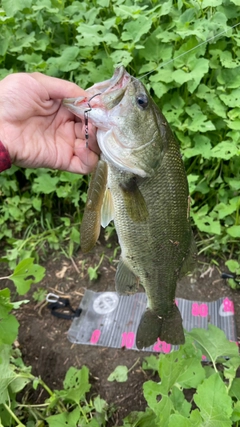 ブラックバスの釣果