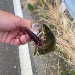 スモールマウスバス