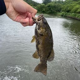 スモールマウスバス