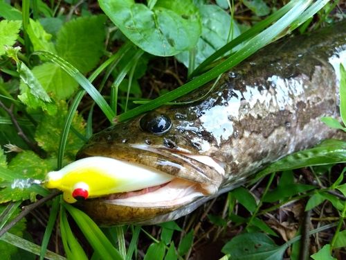 ライギョの釣果