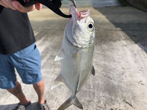 GTの釣果