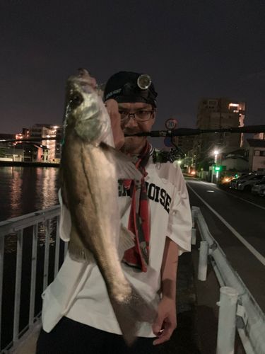 セイゴ（マルスズキ）の釣果