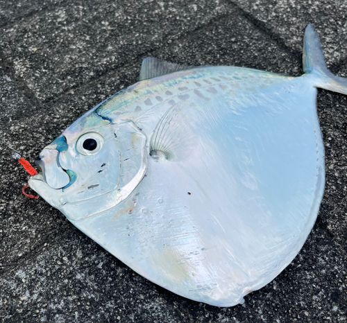 ギンカガミの釣果