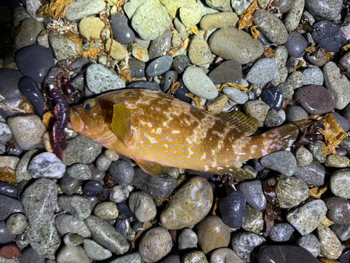 キジハタの釣果