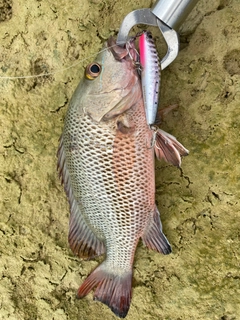 ゴマフエダイの釣果