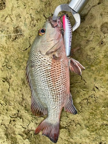 ゴマフエダイの釣果