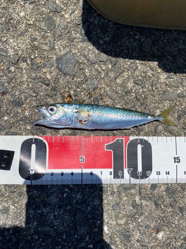 サバの釣果