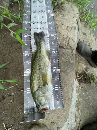 ブラックバスの釣果