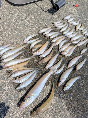キスの釣果