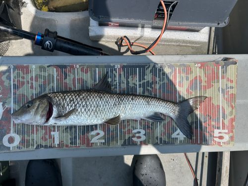 ニゴイの釣果