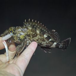 カサゴ