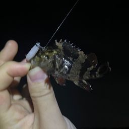 ソイ