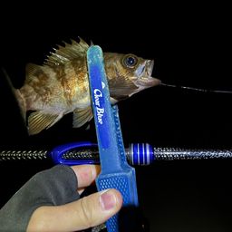 メバル
