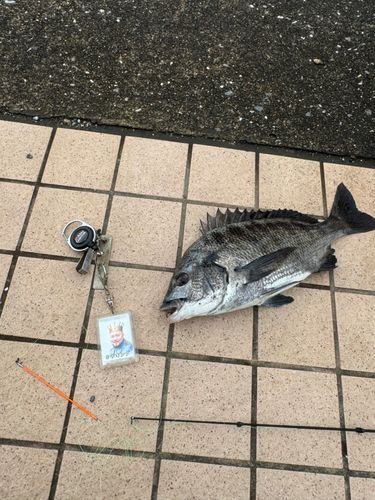 クロダイの釣果