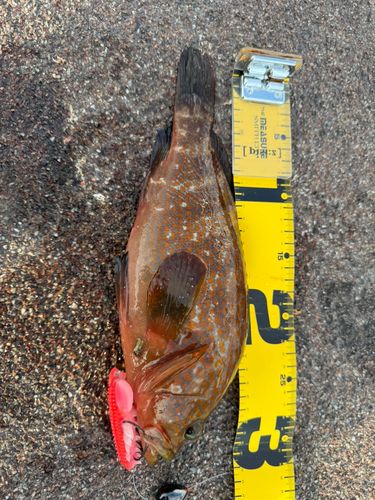 アコウの釣果
