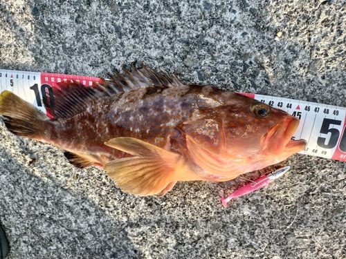 アコウ
