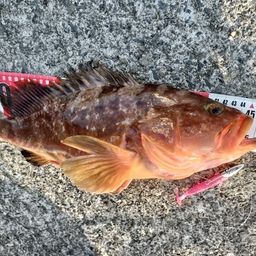 アコウ
