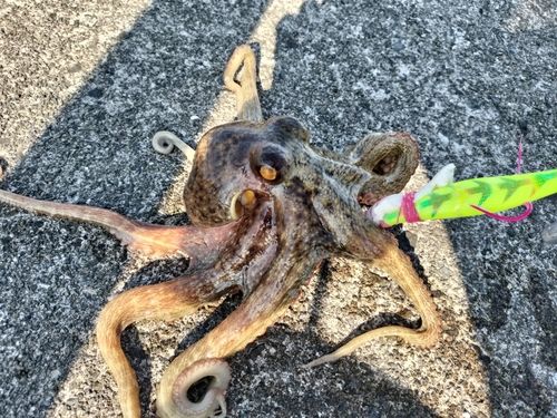 マダコの釣果