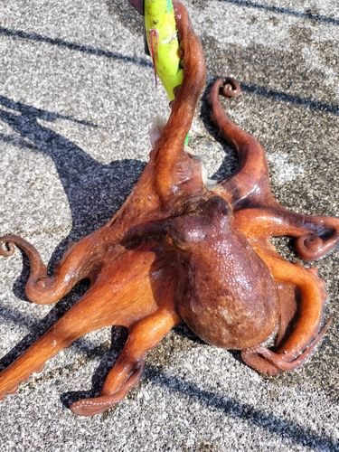 マダコの釣果