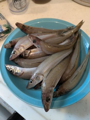 シロギスの釣果