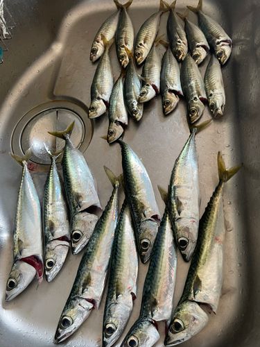 マアジの釣果