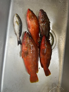アカハタの釣果