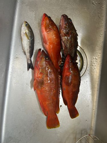 アカハタの釣果