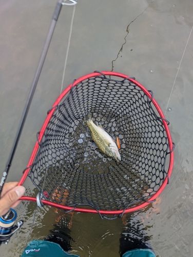 ケタバスの釣果