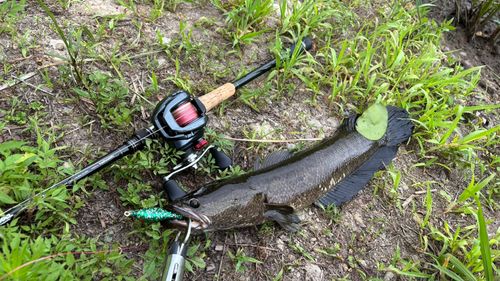 ライギョの釣果