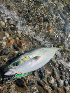 フクラギの釣果