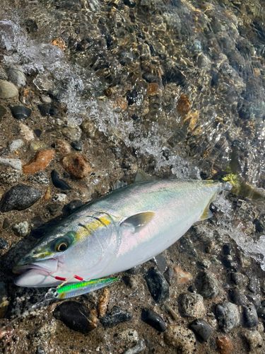 フクラギの釣果