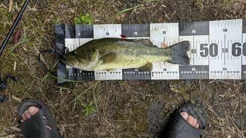 ラージマウスバスの釣果