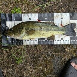 ラージマウスバス