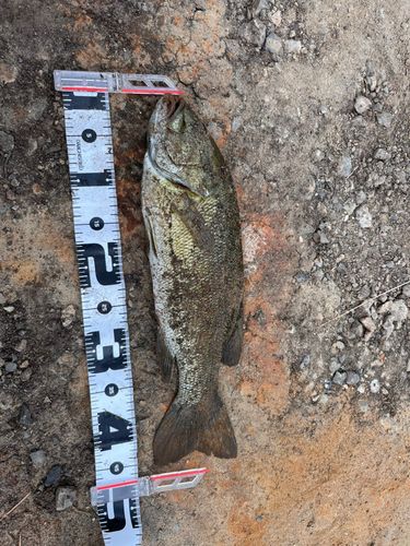 スモールマウスバスの釣果