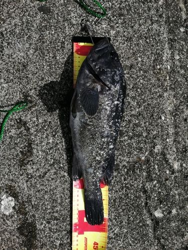 クロソイの釣果