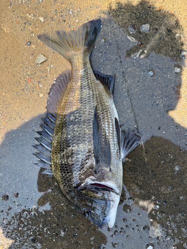 クロダイの釣果