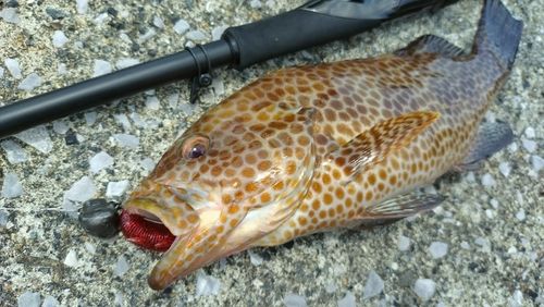 オオモンハタの釣果