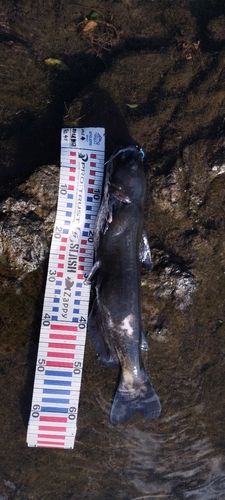 アメリカナマズの釣果